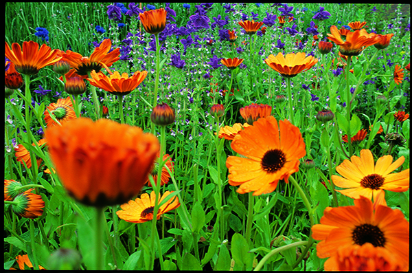 garden